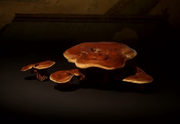 黑神话悟空树珍珠与灵芝效果是什么